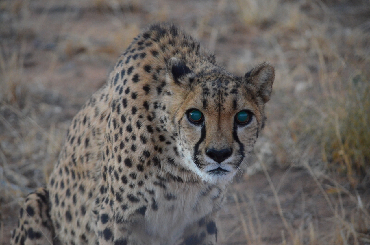 [5254] 2016_06_23_08_38_31_Africa_NIKON_D5100_IMG__00154.jpg