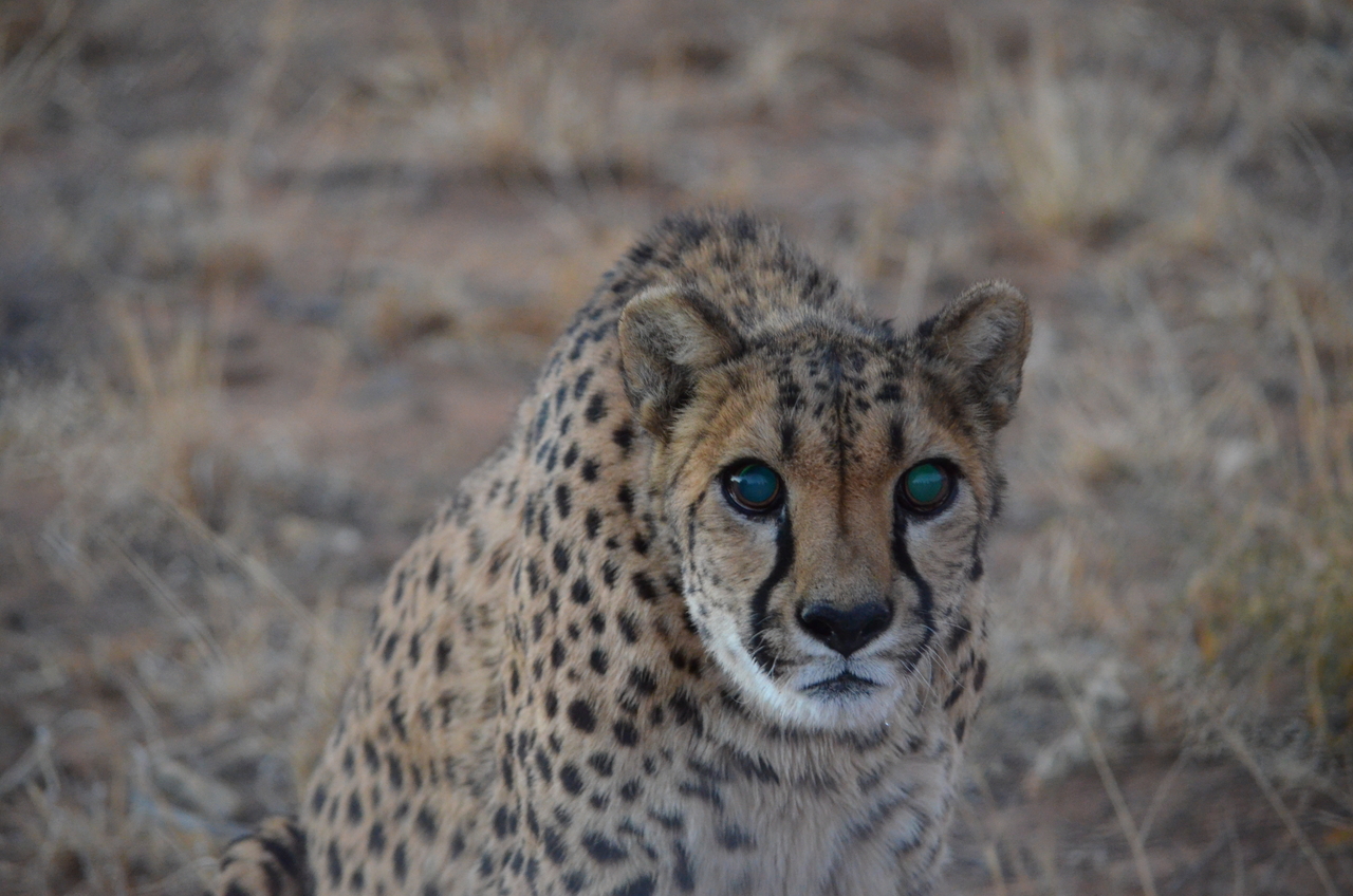 [5257] 2016_06_23_08_38_33_Africa_NIKON_D5100_IMG__04777.jpg