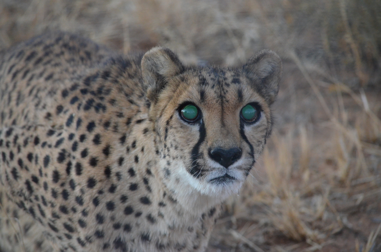 [5265] 2016_06_23_08_39_07_Africa_NIKON_D5100_IMG__04781.jpg