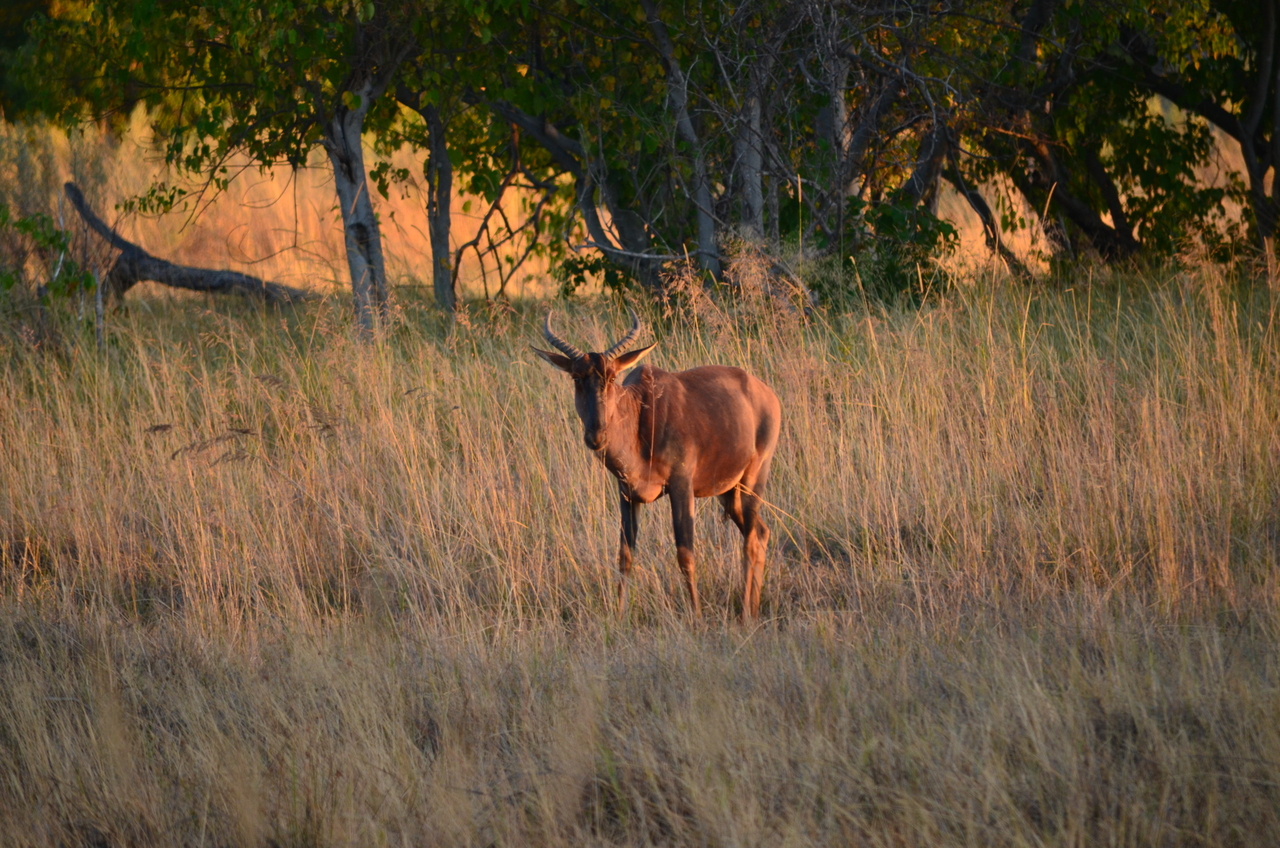 [17348] 2016_06_27_21_24_38_Africa_NIKON_D5100_IMG__04957.jpg