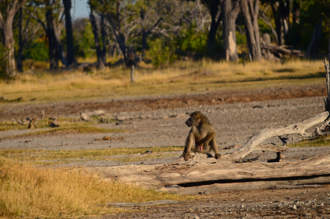 [17354] 2016_06_27_22_09_11_Africa_NIKON_D5100_IMG__04960.jpg