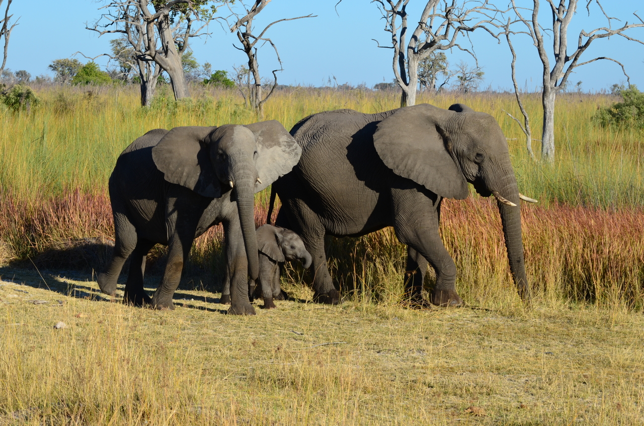 [17379] 2016_06_27_22_29_47_Africa_NIKON_D5100_IMG__00351.jpg