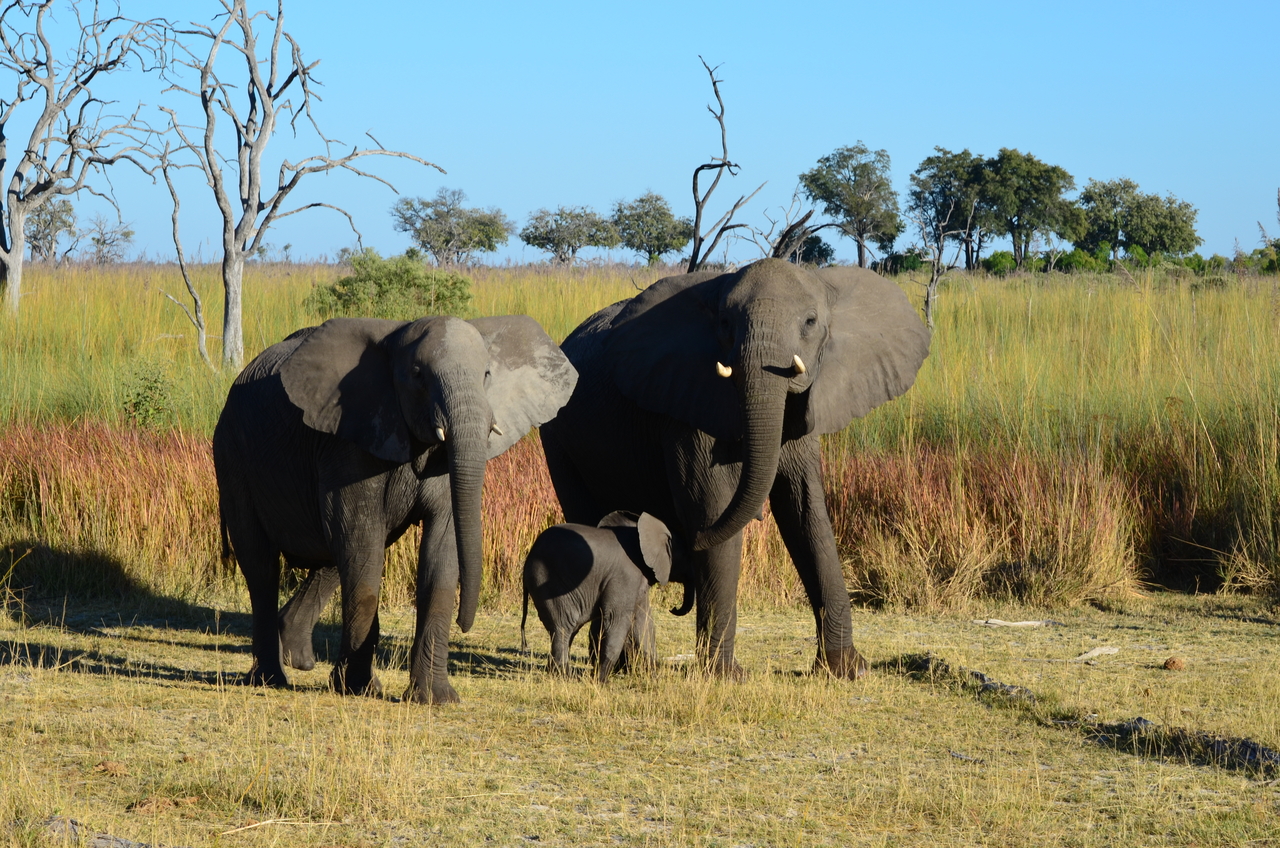 [17385] 2016_06_27_22_30_02_Africa_NIKON_D5100_IMG__00354.jpg