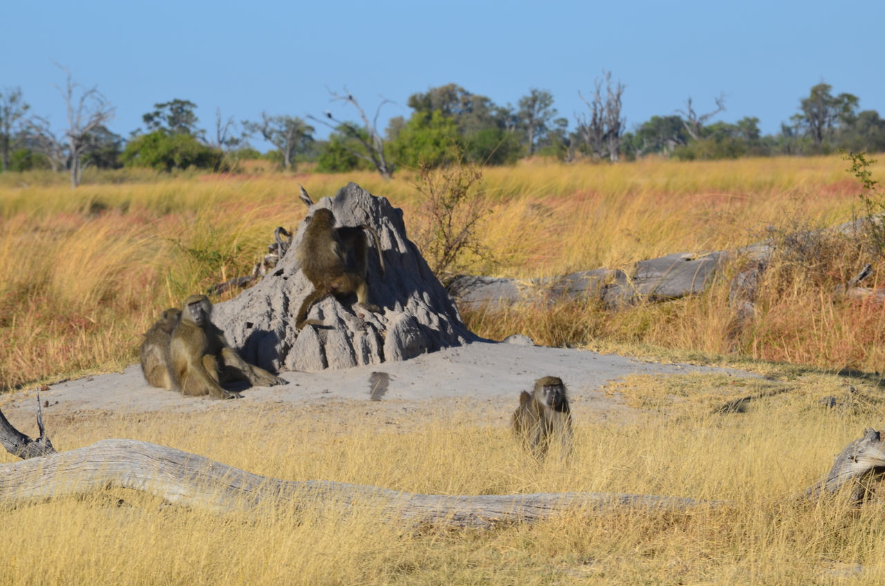 [17396] 2016_06_27_22_53_36_Africa_NIKON_D5100_IMG__04981.jpg