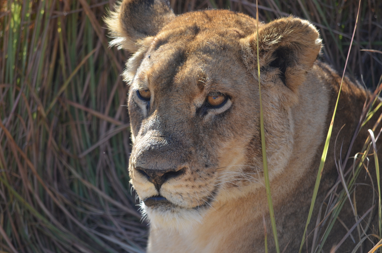 [17447] 2016_06_28_00_27_53_Africa_NIKON_D5100_IMG__00385.jpg