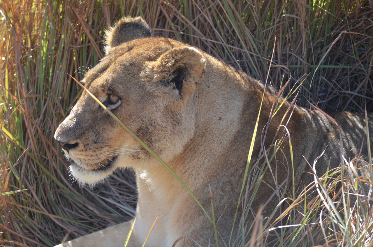 [17450] 2016_06_28_00_28_12_Africa_NIKON_D5100_IMG__05008.jpg
