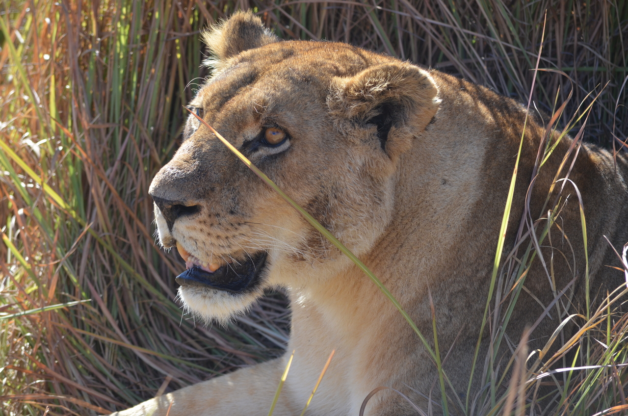 [17453] 2016_06_28_00_28_27_Africa_NIKON_D5100_IMG__00388.jpg