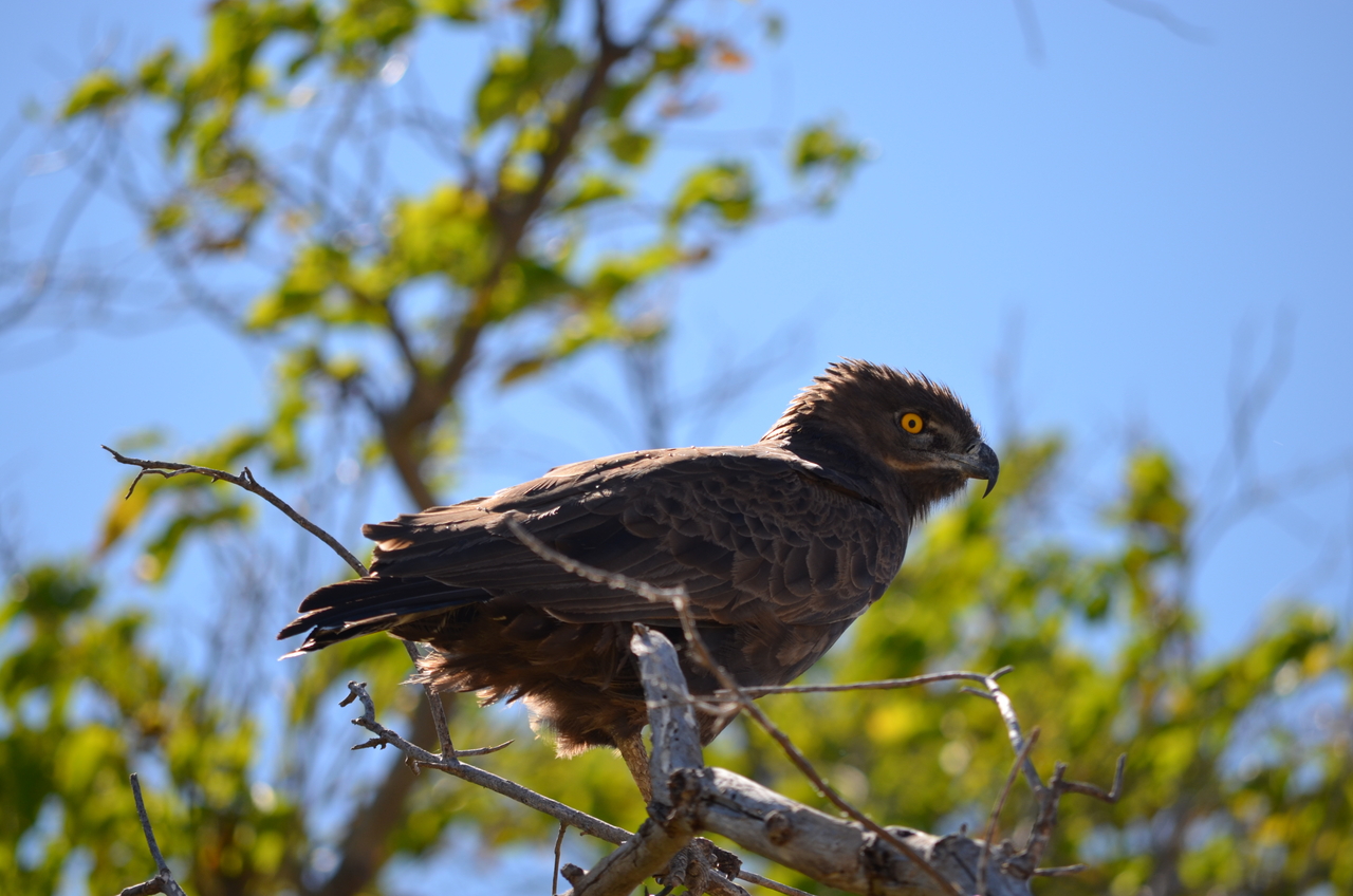 [17575] 2016_06_28_01_12_08_Africa_NIKON_D5100_IMG__00402.jpg