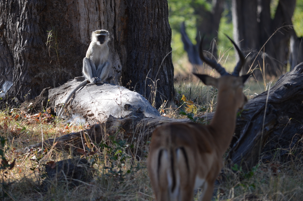 [20472] 2016_06_28_23_16_59_Africa_NIKON_D5100_IMG__05041.jpg