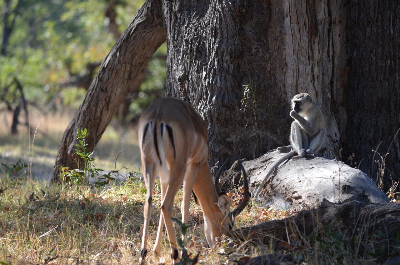 [20474] 2016_06_28_23_17_25_Africa_NIKON_D5100_IMG__05042.jpg