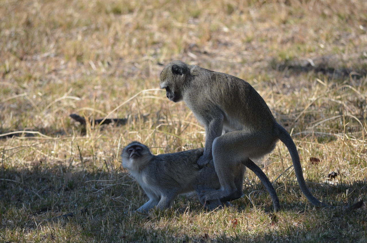 [20488] 2016_06_29_00_40_29_Africa_NIKON_D5100_IMG__05049.jpg