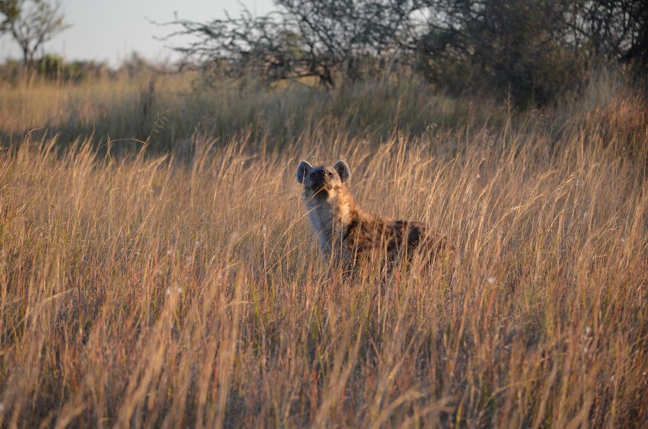 [21320] 2016_06_29_07_44_52_Africa_NIKON_D5100_IMG__05080.jpg