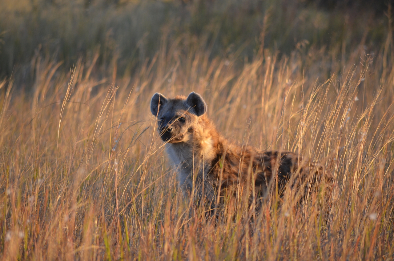 [21322] 2016_06_29_07_44_54_Africa_NIKON_D5100_IMG__05081.jpg
