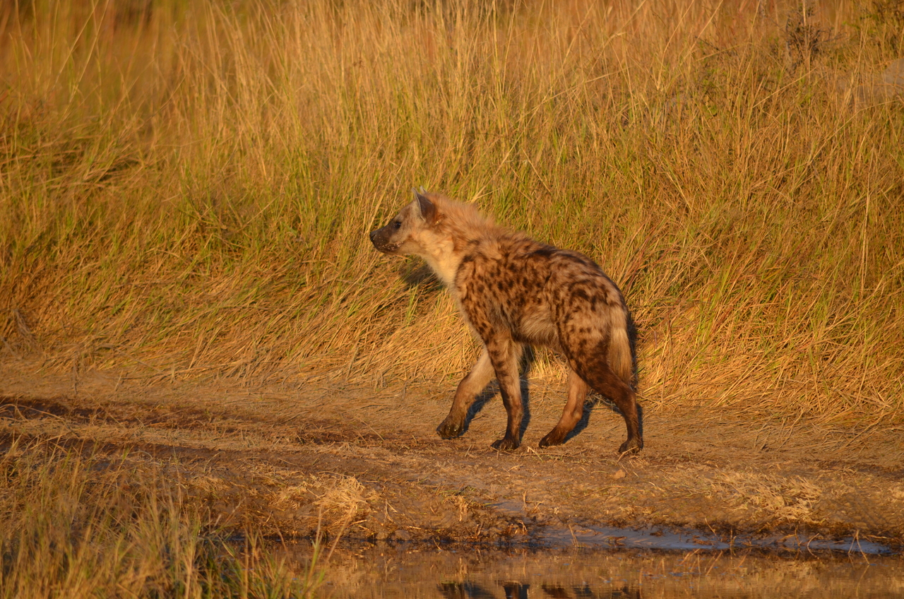 [21326] 2016_06_29_07_47_02_Africa_NIKON_D5100_IMG__05083.jpg