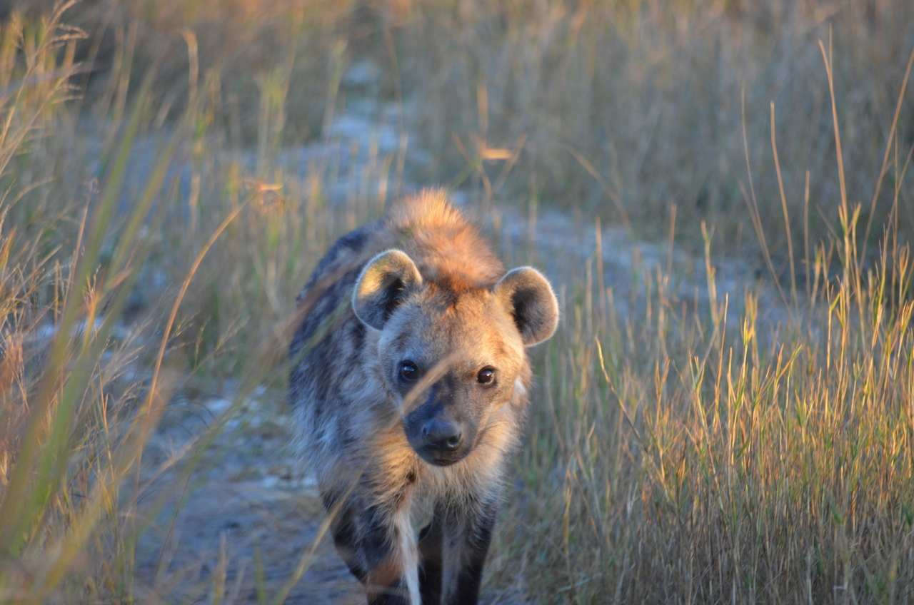 [21338] 2016_06_29_07_50_48_Africa_NIKON_D5100_IMG__05089.jpg