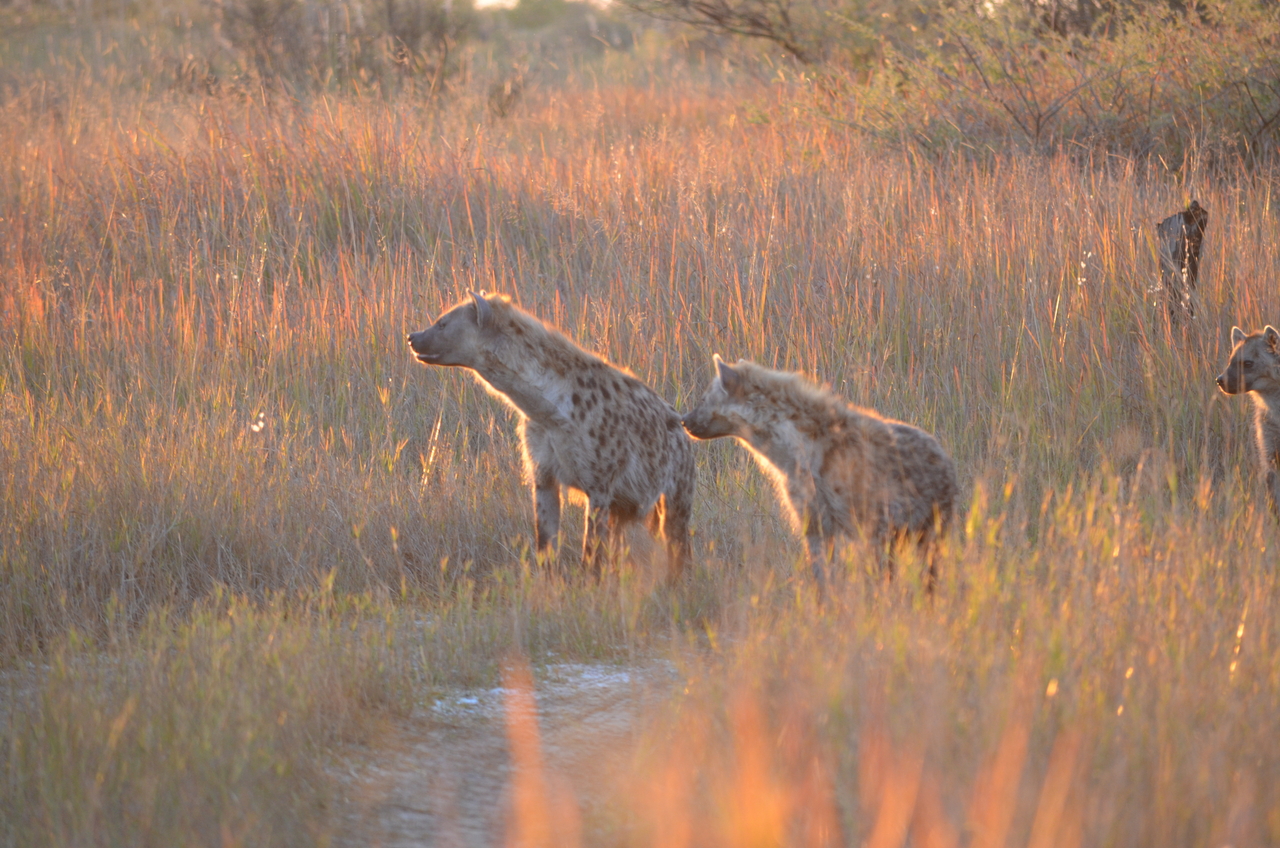 [21342] 2016_06_29_07_55_03_Africa_NIKON_D5100_IMG__05091.jpg