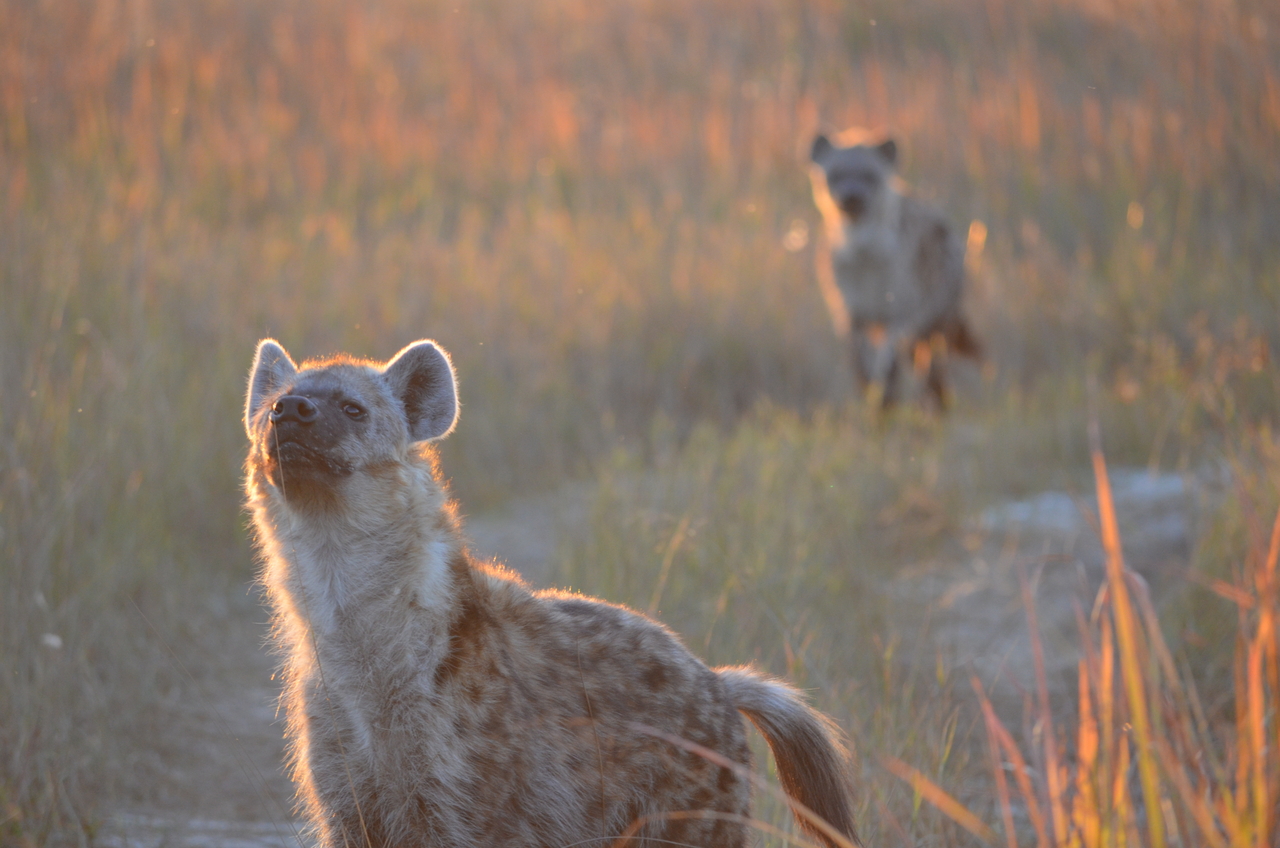 [21348] 2016_06_29_07_55_39_Africa_NIKON_D5100_IMG__05094.jpg
