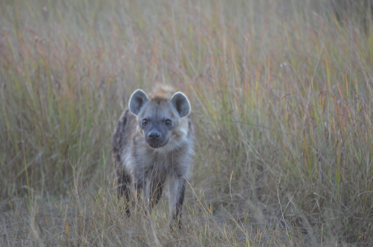 [21384] 2016_06_29_08_01_25_Africa_NIKON_D5100_IMG__05109.jpg