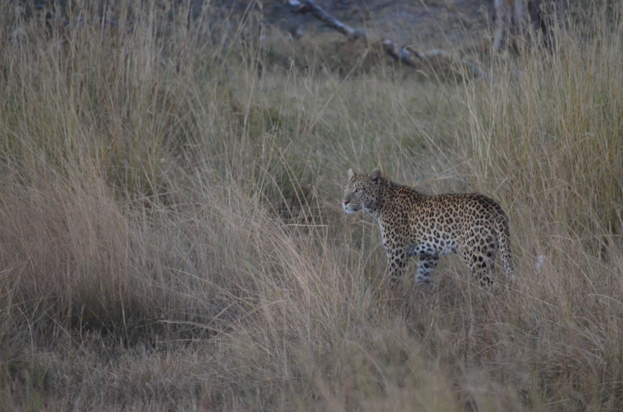 [21393] 2016_06_29_08_18_36_Africa_NIKON_D5100_IMG__00492.jpg