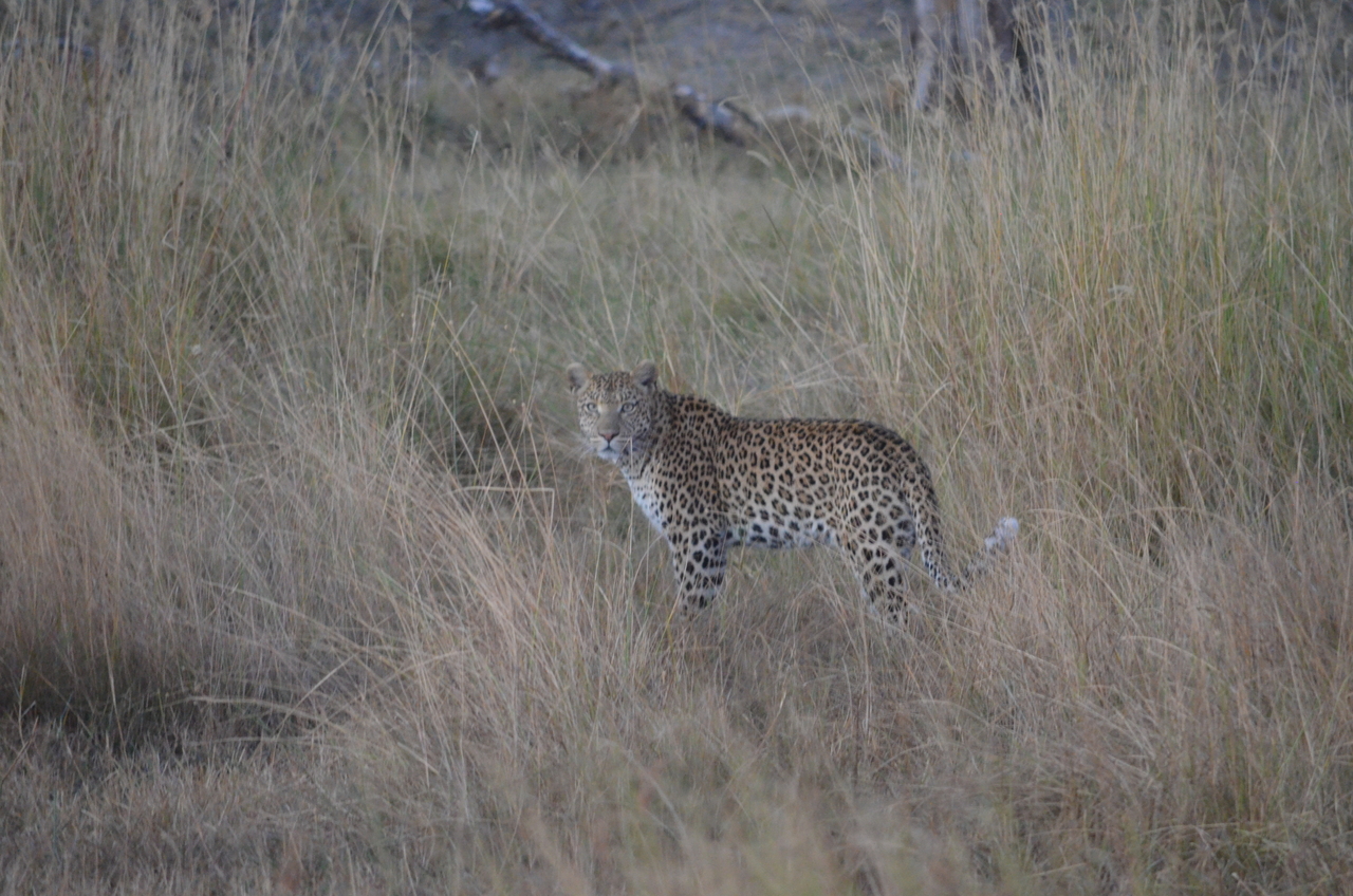 [21397] 2016_06_29_08_18_39_Africa_NIKON_D5100_IMG__00494.jpg