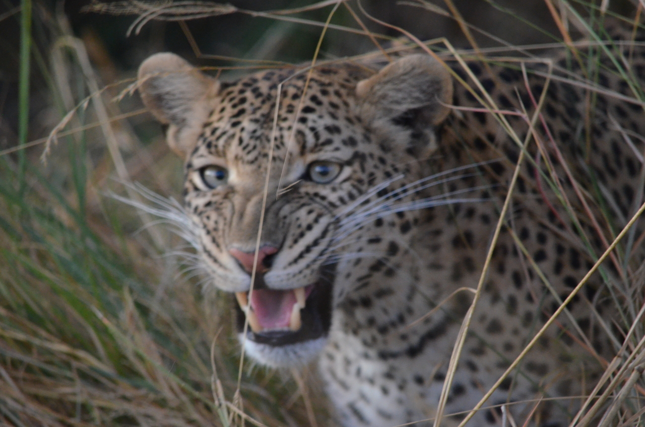 [21412] 2016_06_29_08_22_38_Africa_NIKON_D5100_IMG__05123.jpg