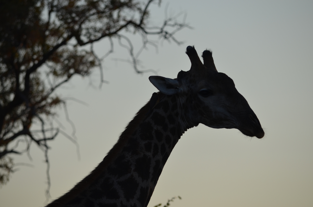 [22275] 2016_06_29_21_31_39_Africa_NIKON_D5100_IMG__05131.jpg