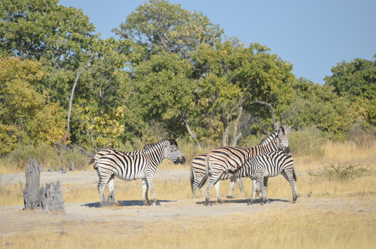 [22379] 2016_06_29_23_55_41_Africa_NIKON_D5100_IMG__05183.jpg