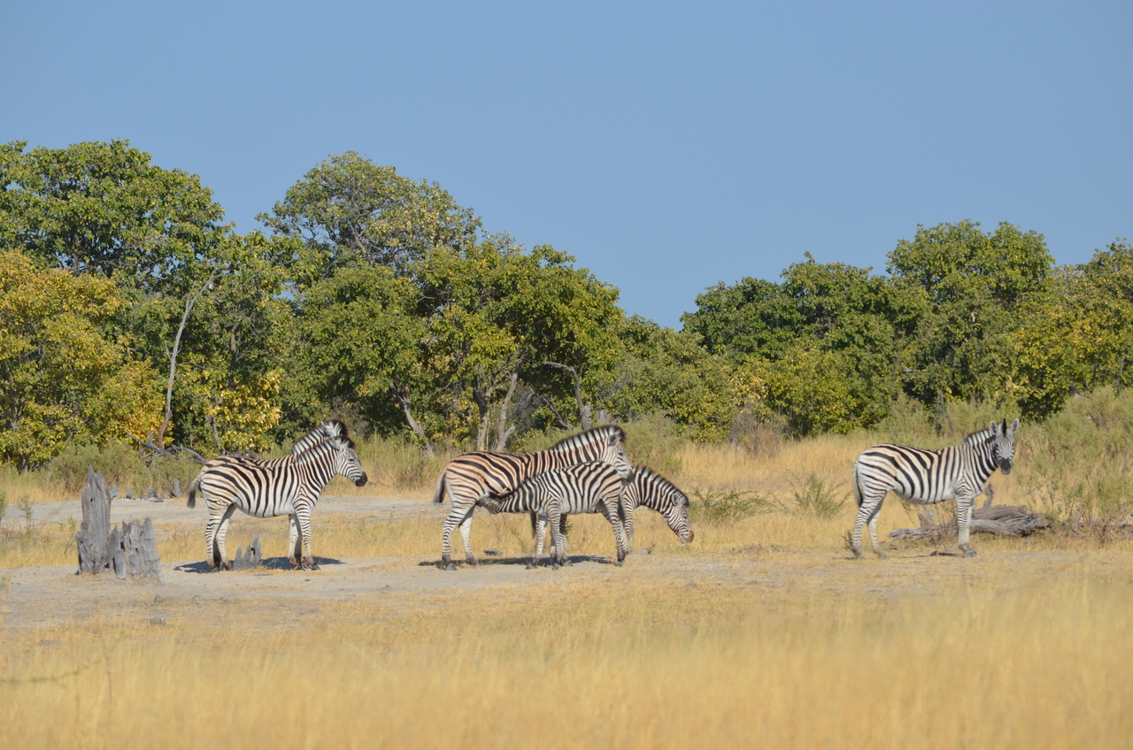 [22387] 2016_06_29_23_56_01_Africa_NIKON_D5100_IMG__05187.jpg