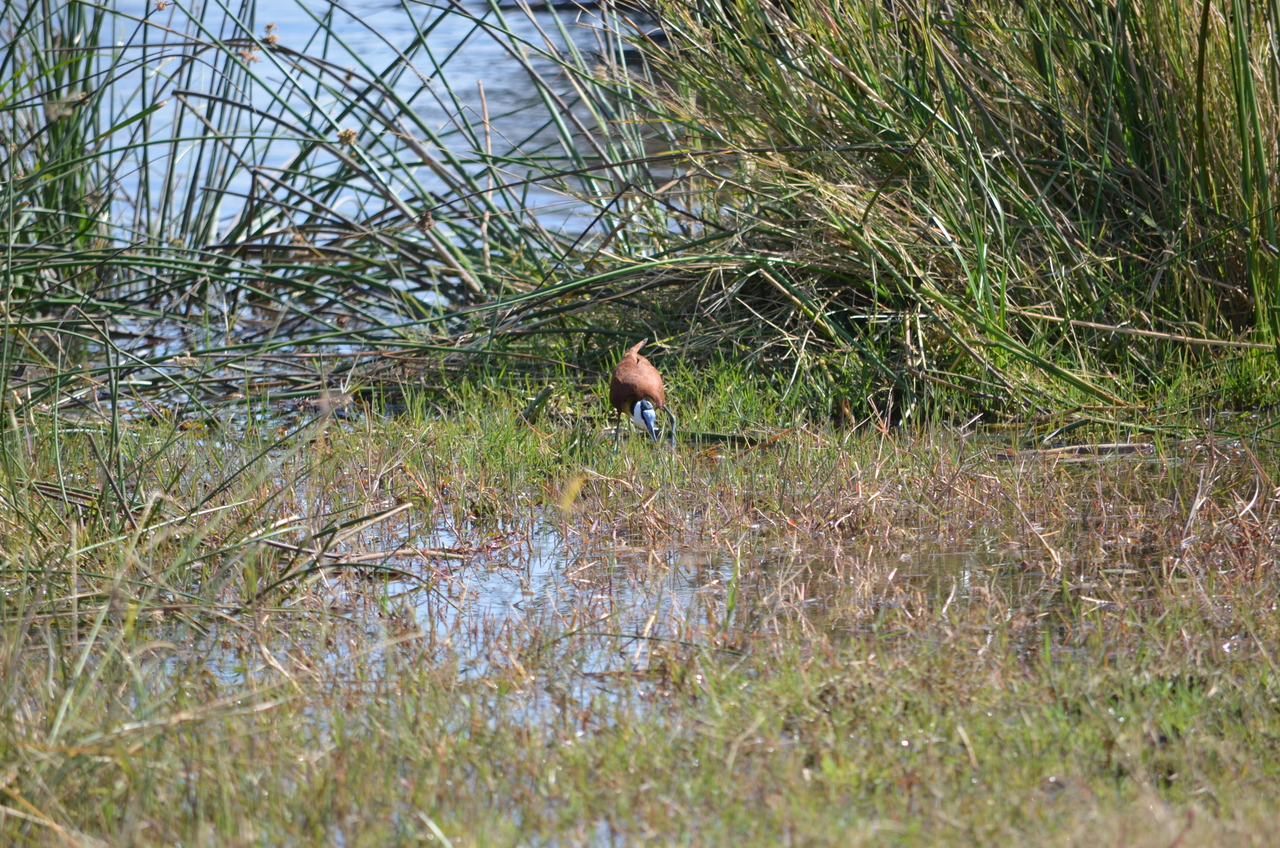 [22411] 2016_06_30_01_19_27_Africa_NIKON_D5100_IMG__05197.jpg