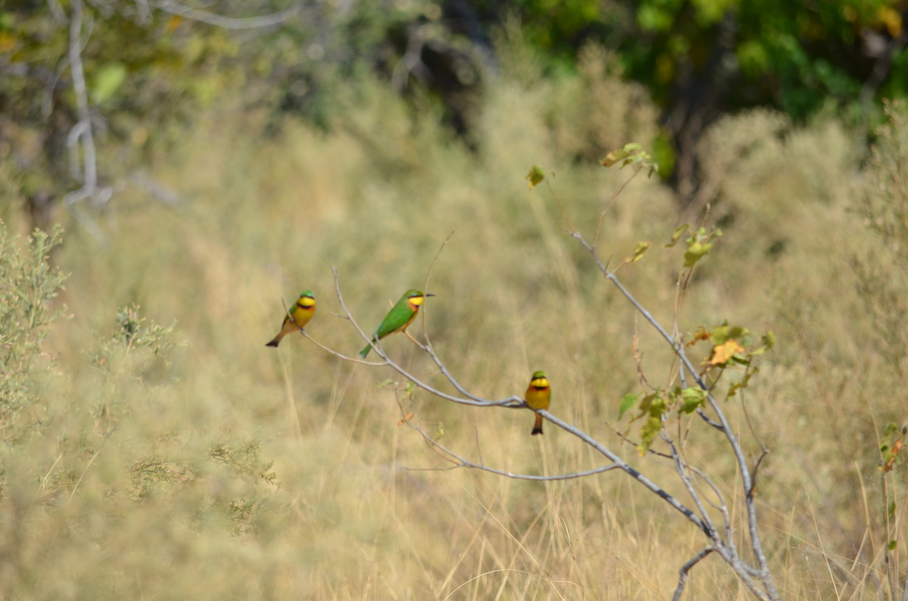 [22571] 2016_06_30_01_30_18_Africa_NIKON_D5100_IMG__00585.jpg
