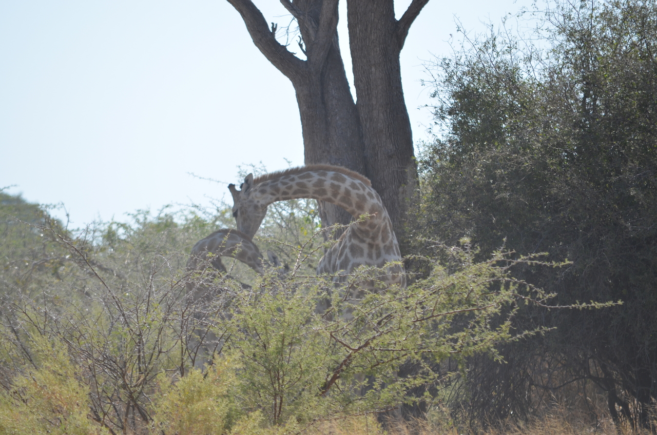 [22777] 2016_06_30_01_56_34_Africa_NIKON_D5100_IMG__05230.jpg