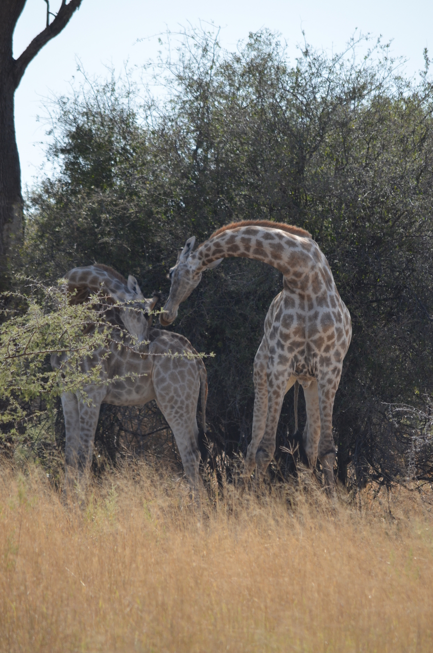 [22789] 2016_06_30_01_57_49_Africa_NIKON_D5100_IMG__05236.jpg