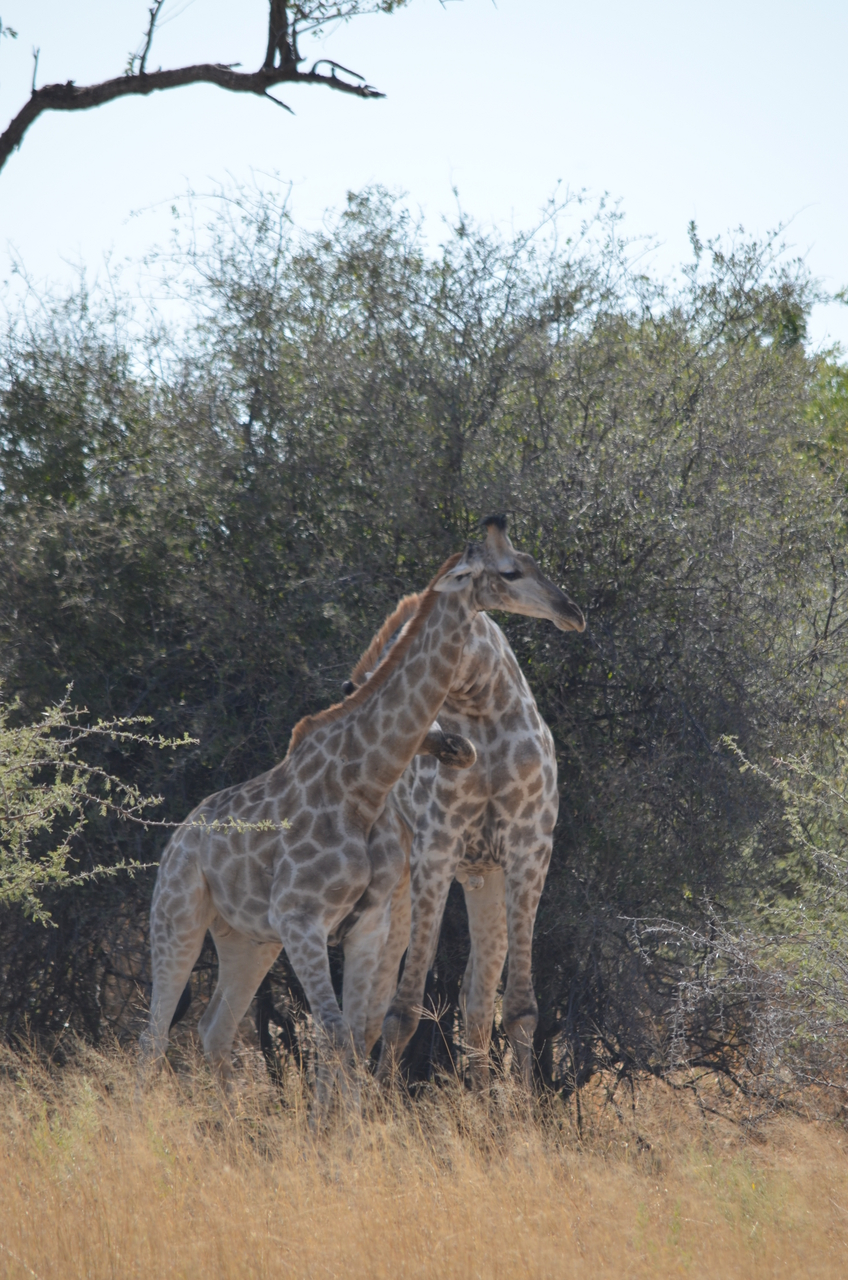 [22797] 2016_06_30_01_58_05_Africa_NIKON_D5100_IMG__05237.jpg