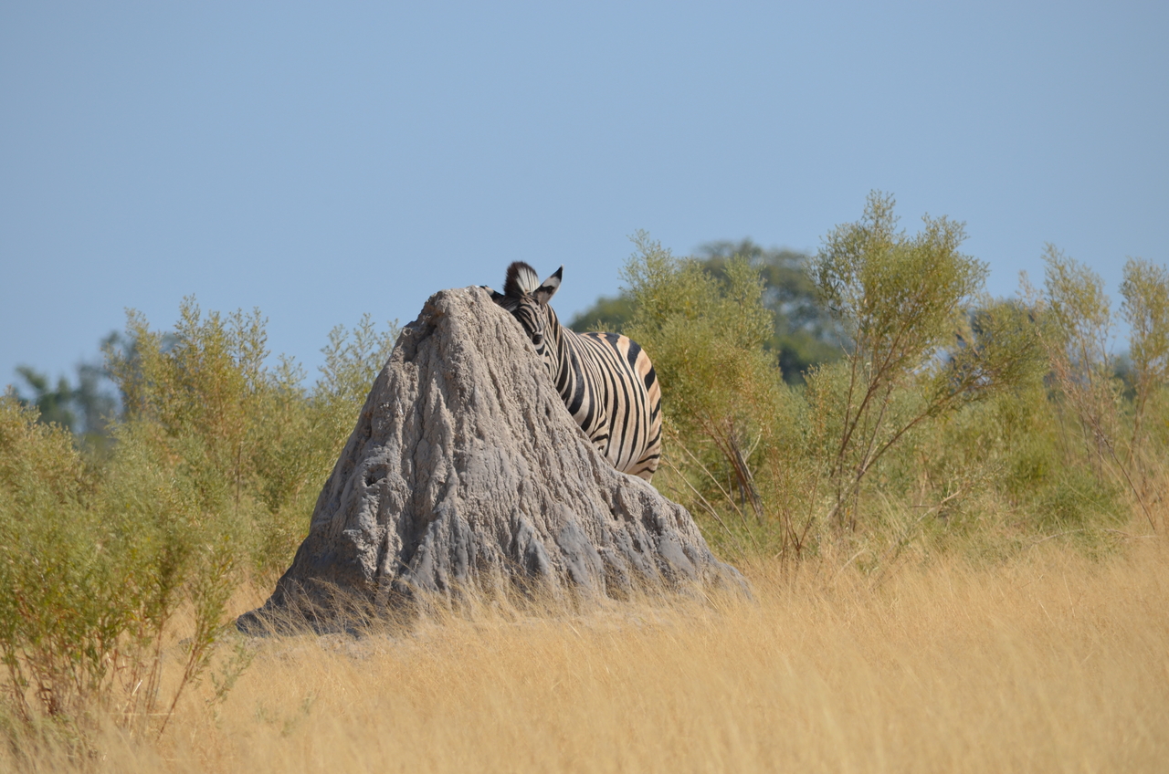 [23009] 2016_06_30_02_16_18_Africa_NIKON_D5100_IMG__00636.jpg