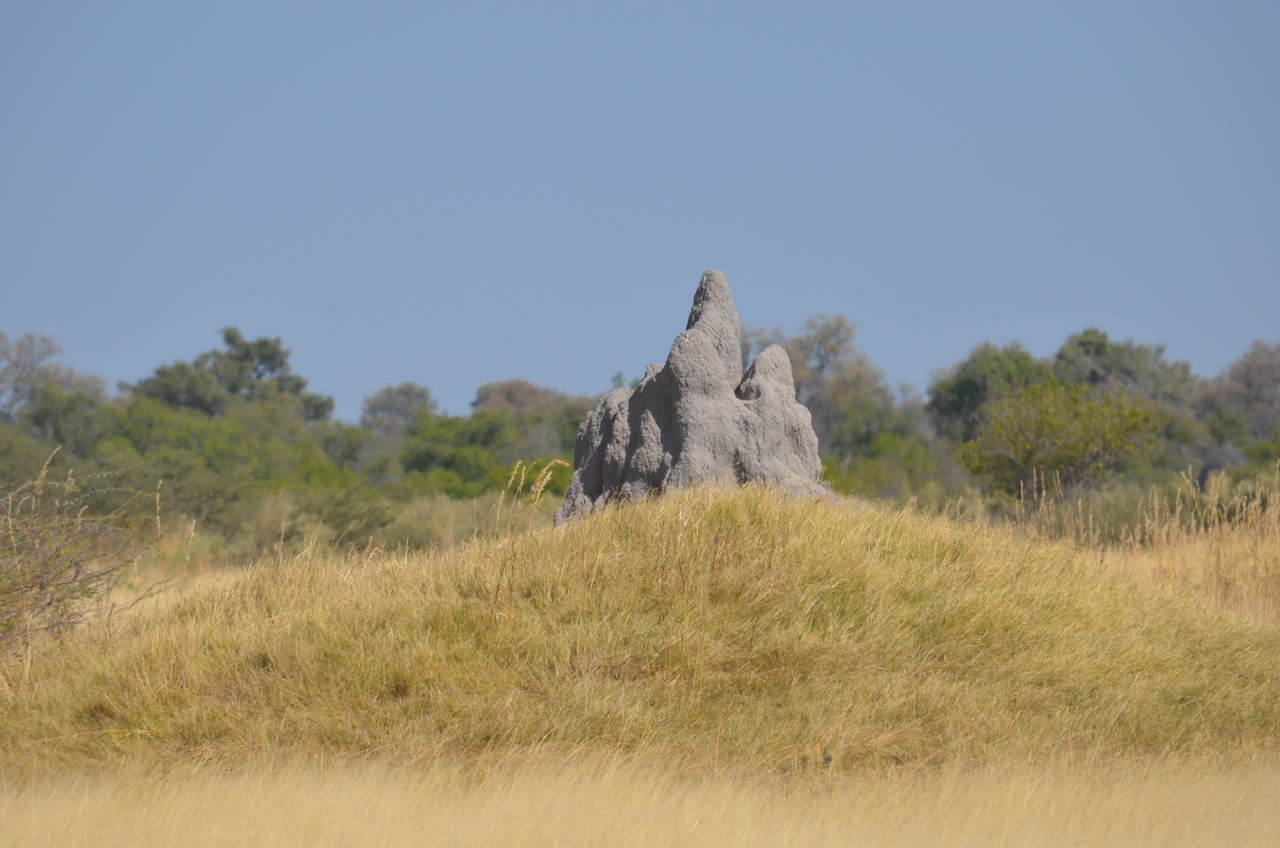 [23154] 2016_06_30_02_34_10_Africa_NIKON_D5100_IMG__05264.jpg