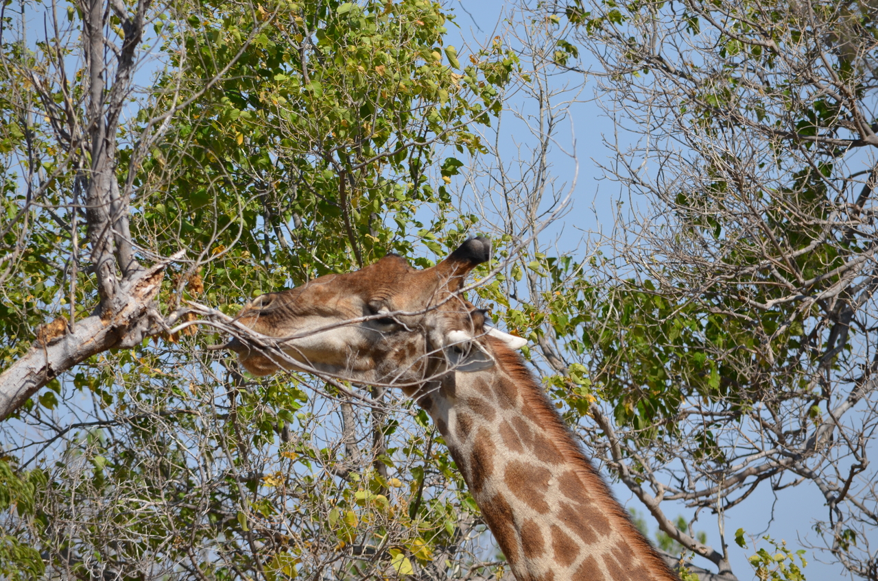 [23164] 2016_06_30_02_39_37_Africa_NIKON_D5100_IMG__05269.jpg