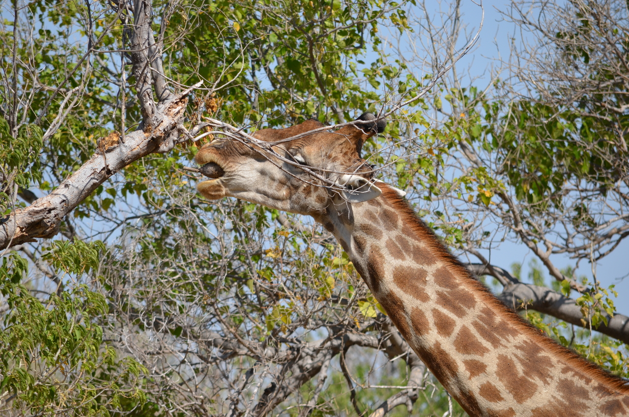 [23168] 2016_06_30_02_39_45_Africa_NIKON_D5100_IMG__05271.jpg