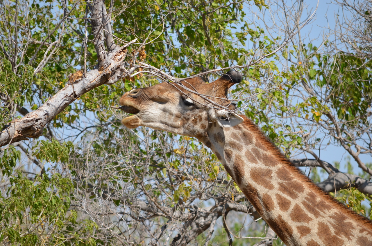 [23171] 2016_06_30_02_39_48_Africa_NIKON_D5100_IMG__00651.jpg