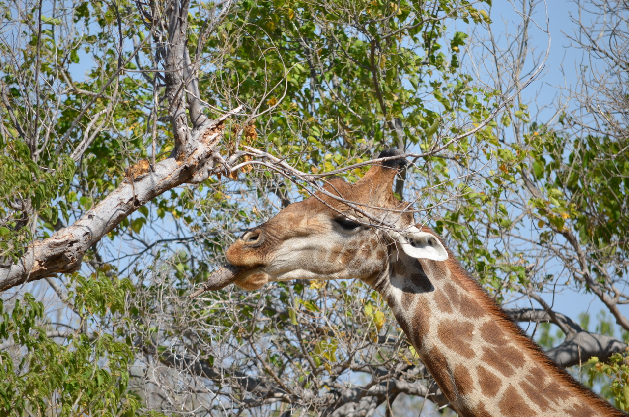 [23179] 2016_06_30_02_40_08_Africa_NIKON_D5100_IMG__00655.jpg