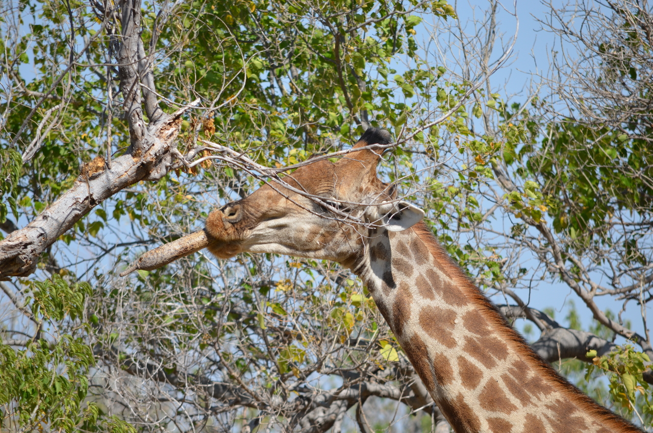 [23184] 2016_06_30_02_40_10_Africa_NIKON_D5100_IMG__05279.jpg