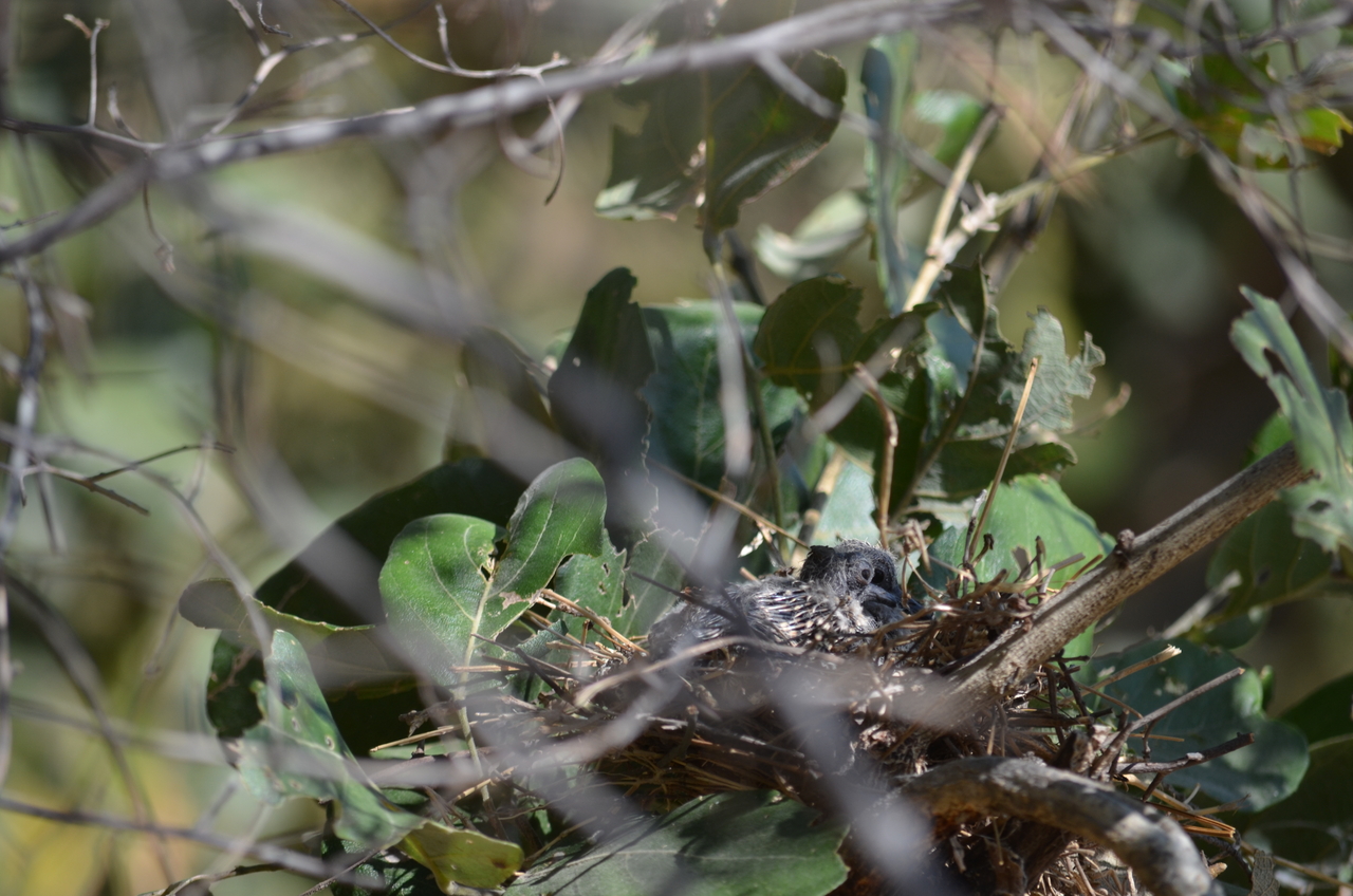 [23487] 2016_06_30_04_12_34_Africa_NIKON_D5100_IMG__05291.jpg