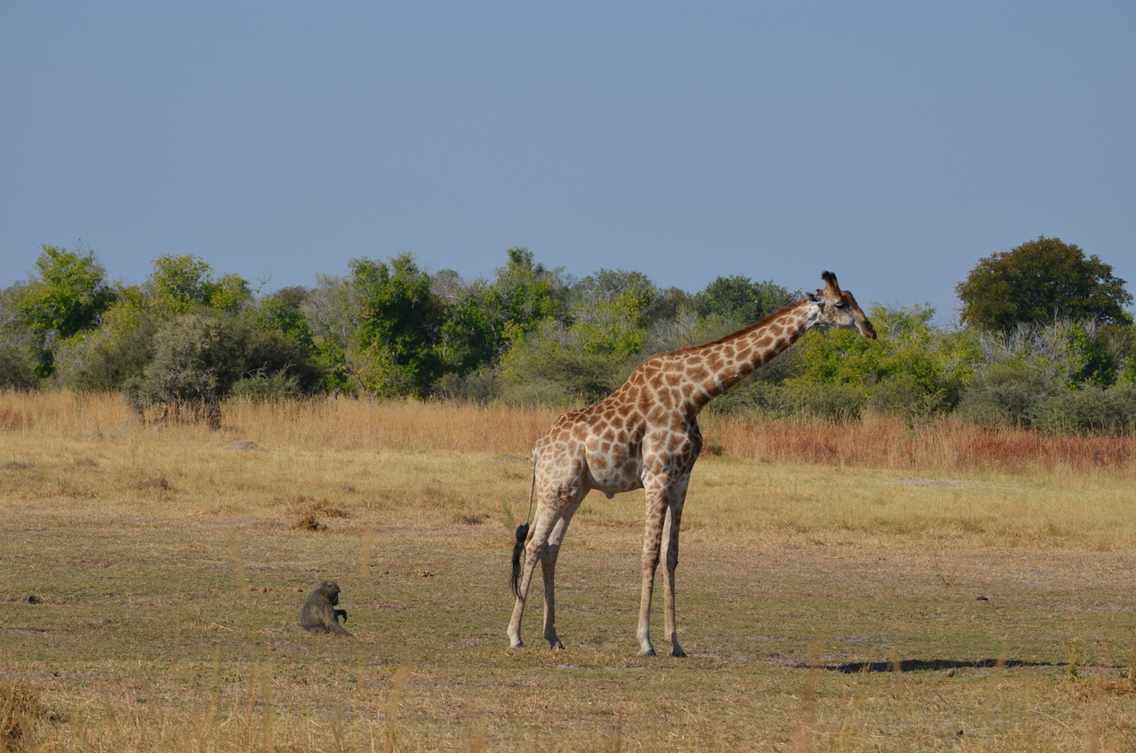 [23621] 2016_06_30_05_00_41_Africa_NIKON_D5100_IMG__00684.jpg