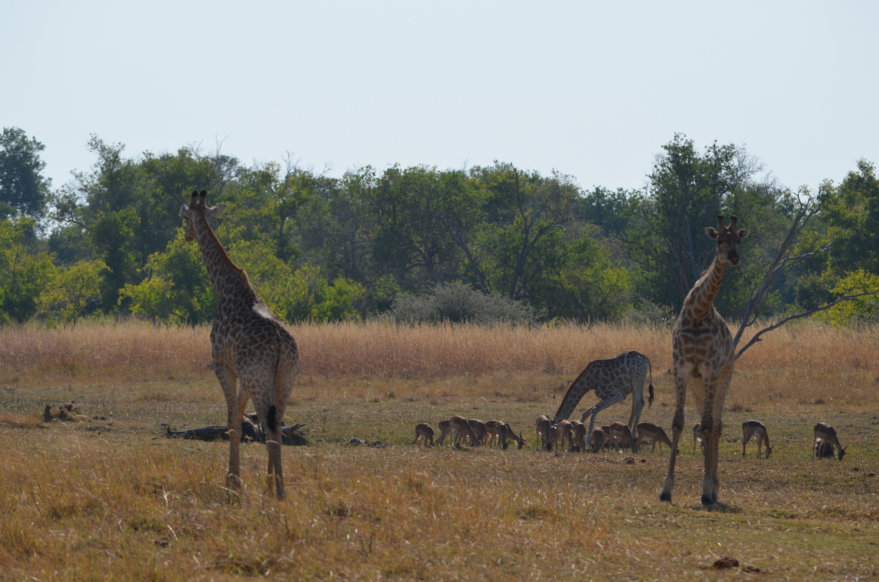 [23660] 2016_06_30_05_02_41_Africa_NIKON_D5100_IMG__00690.jpg