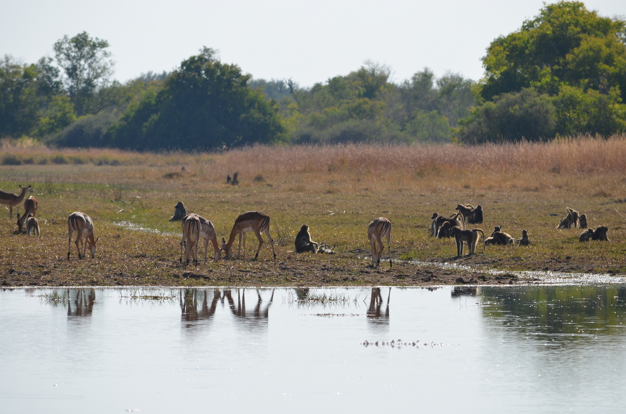 [23733] 2016_06_30_05_05_05_Africa_NIKON_D5100_IMG__05321.jpg