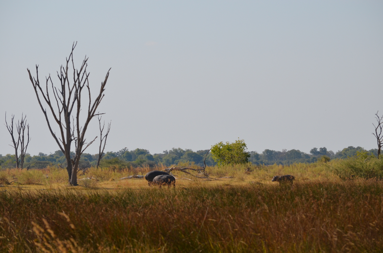 [23765] 2016_06_30_05_12_57_Africa_NIKON_D5100_IMG__00705.jpg