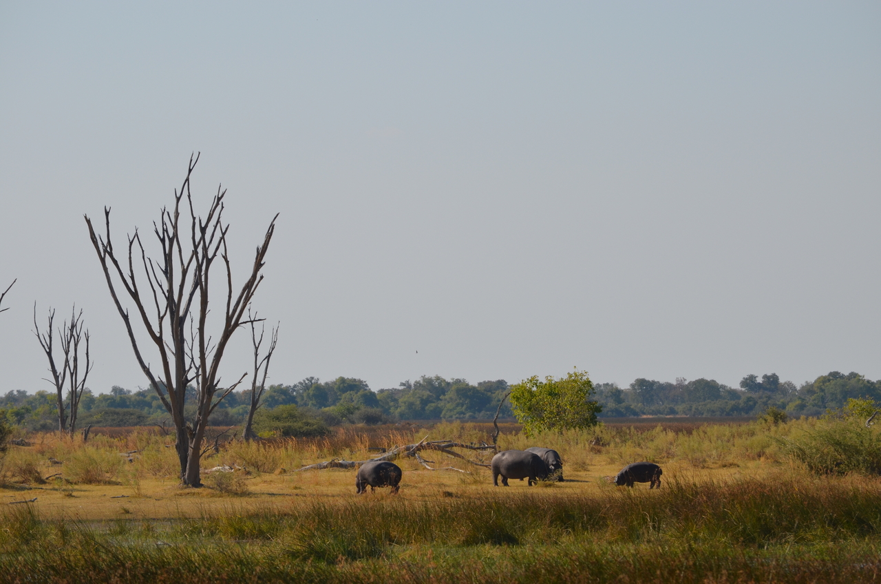 [23776] 2016_06_30_05_13_40_Africa_NIKON_D5100_IMG__05332.jpg