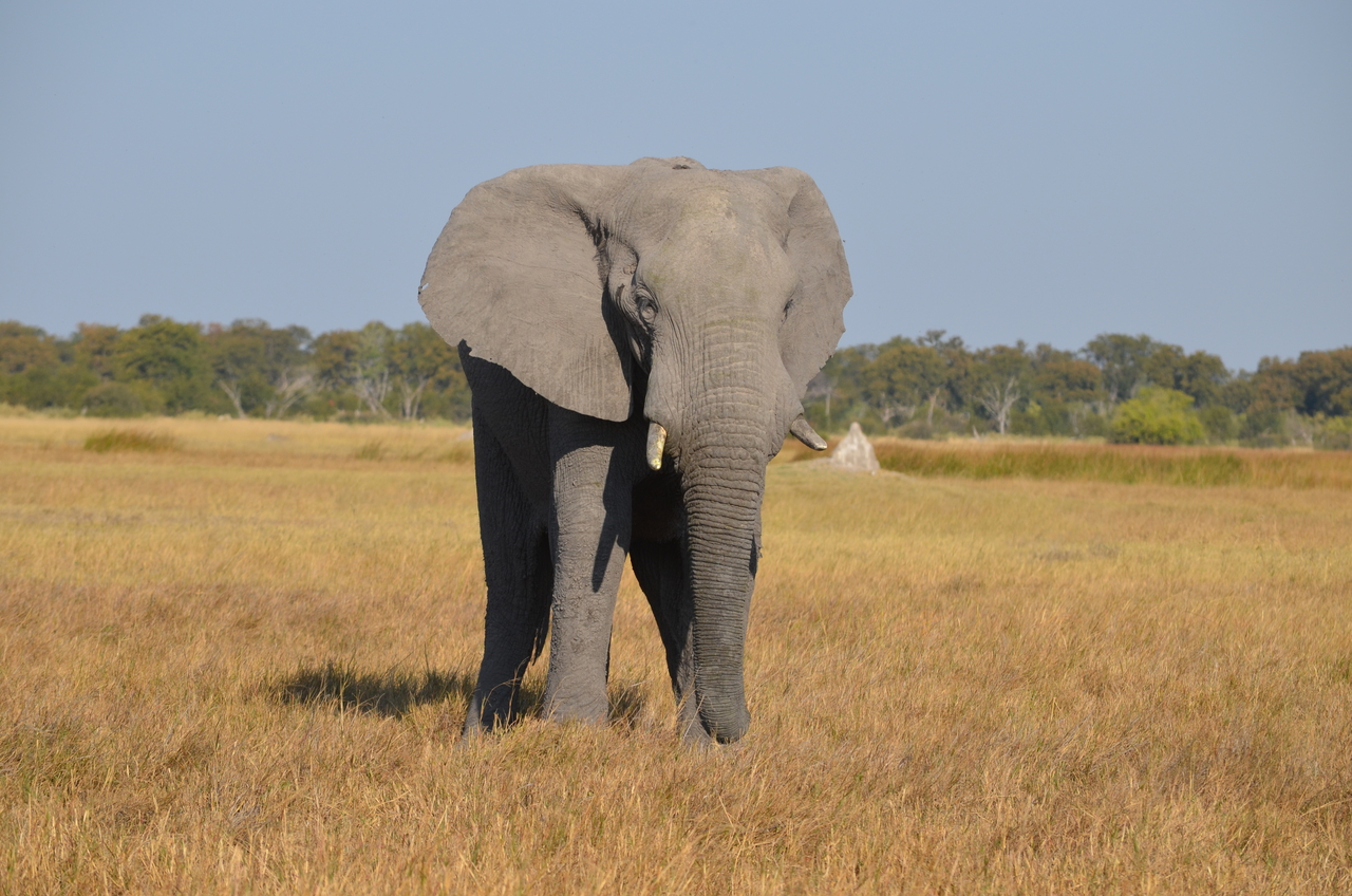 [24486] 2016_06_30_06_07_53_Africa_NIKON_D5100_IMG__00728.jpg