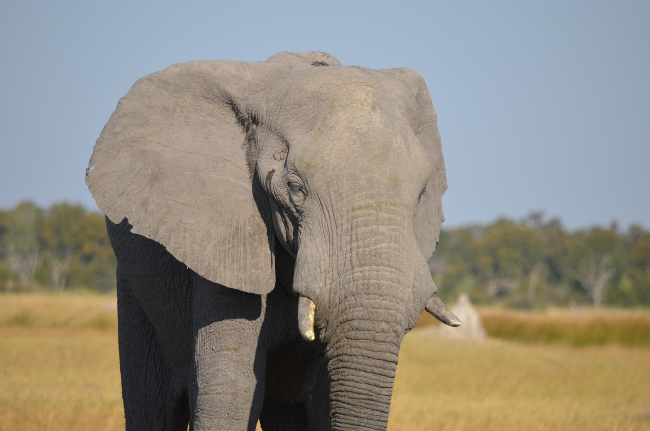 [24496] 2016_06_30_06_08_02_Africa_NIKON_D5100_IMG__00733.jpg