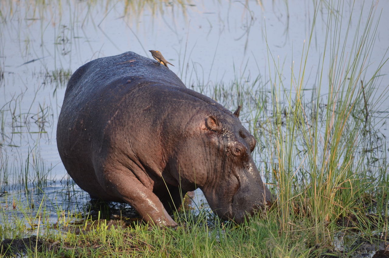 [27502] 2016_07_01_22_58_05_Africa_NIKON_D5100_IMG__00867.jpg