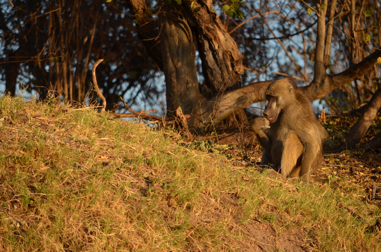 [33045] 2016_07_04_07_33_42_Africa_NIKON_D5100_IMG__05607.jpg